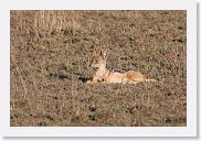 13SerengetiPMGameDrive - 15 * Black-backed Jackal.